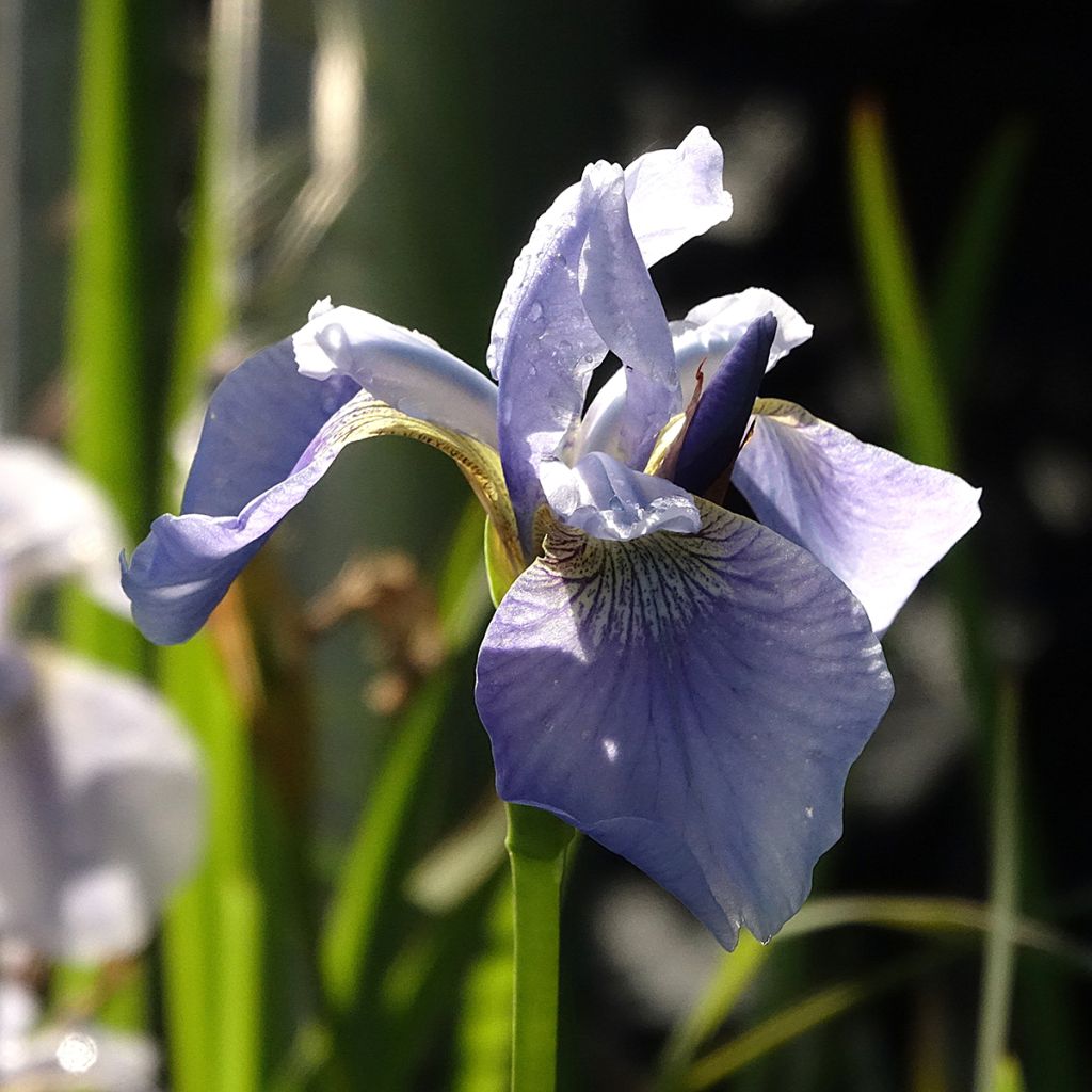 Iris sibirica Perry's Blue - Sibirische Schwertlilie