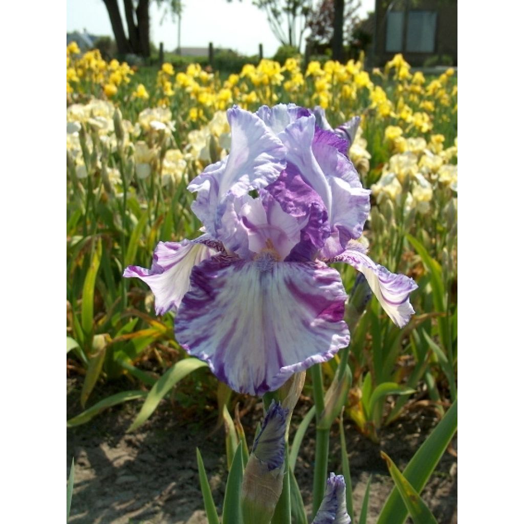 Iris Batik - Schwertlilie