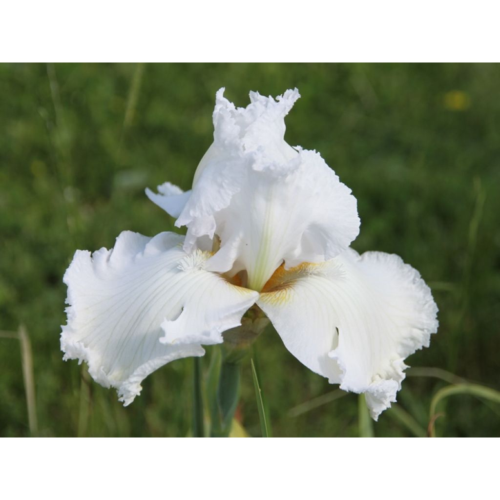 Iris Laced Cotton - Schwertlilie