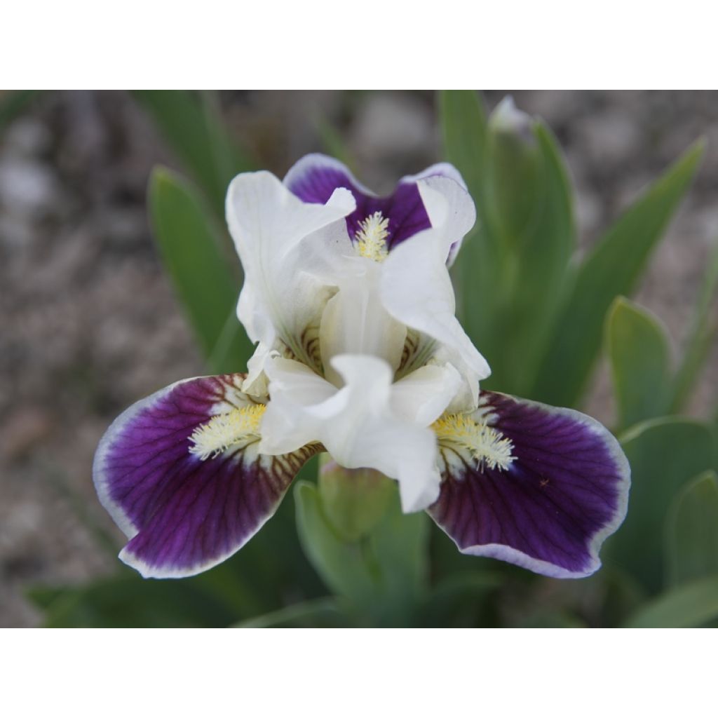 Iris Making Eyes - Schwertlilie