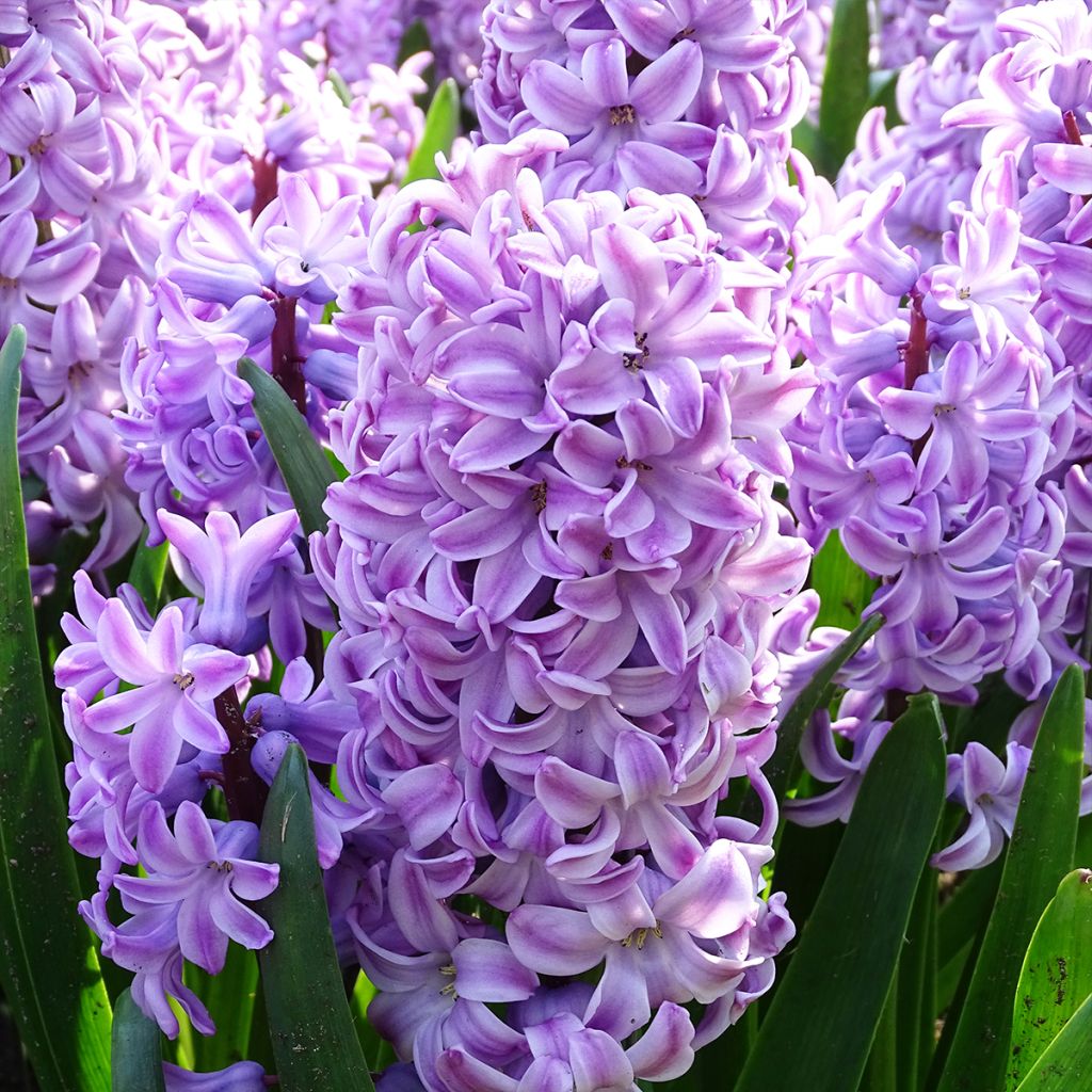 Hyazinthe Splendid Cornélia