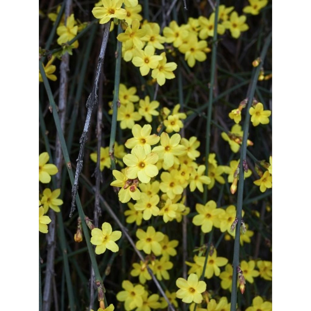 Jasminum nudiflorum - Winter-Jasmin