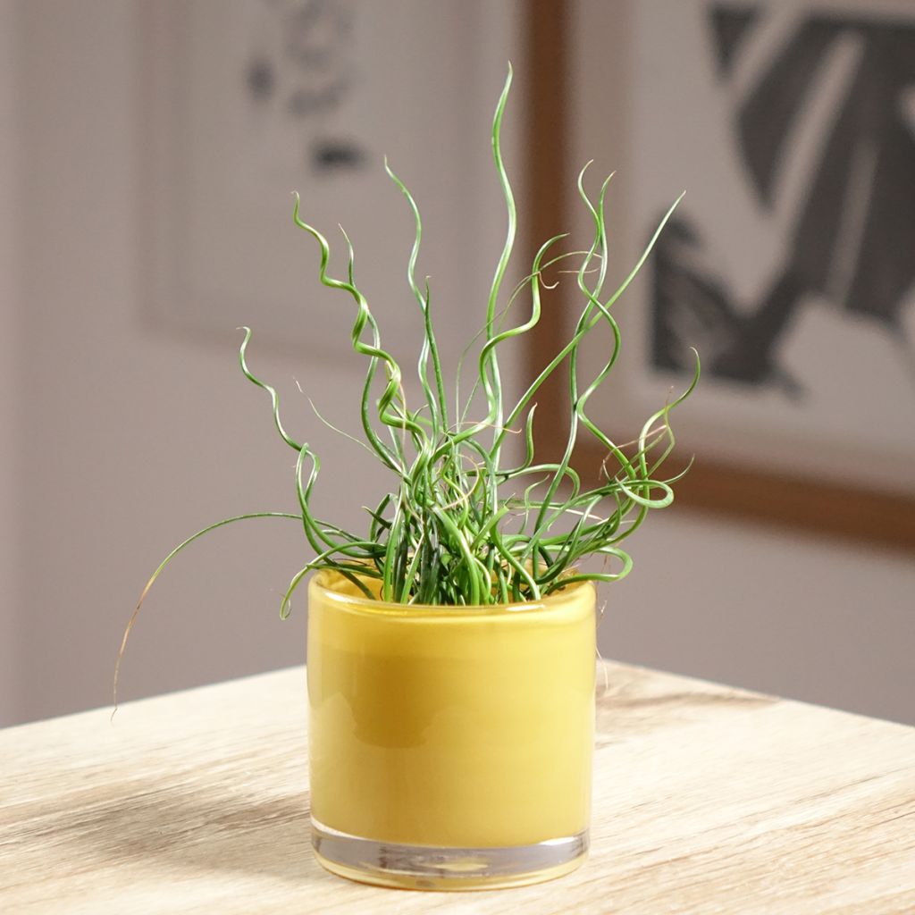 Juncus effusus Spiralis - Flatter-Binse