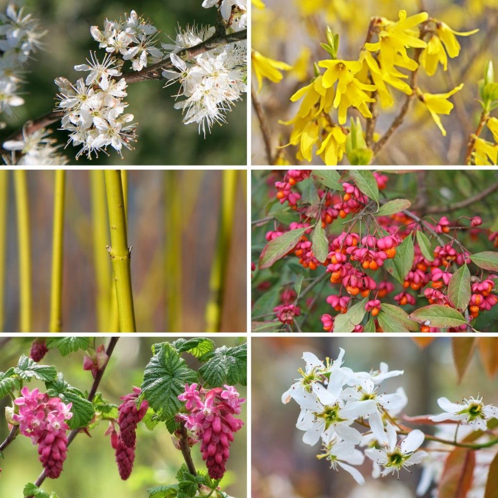 Preiswert-Vier-Jahreszeiten-Hecke-Kollektion
