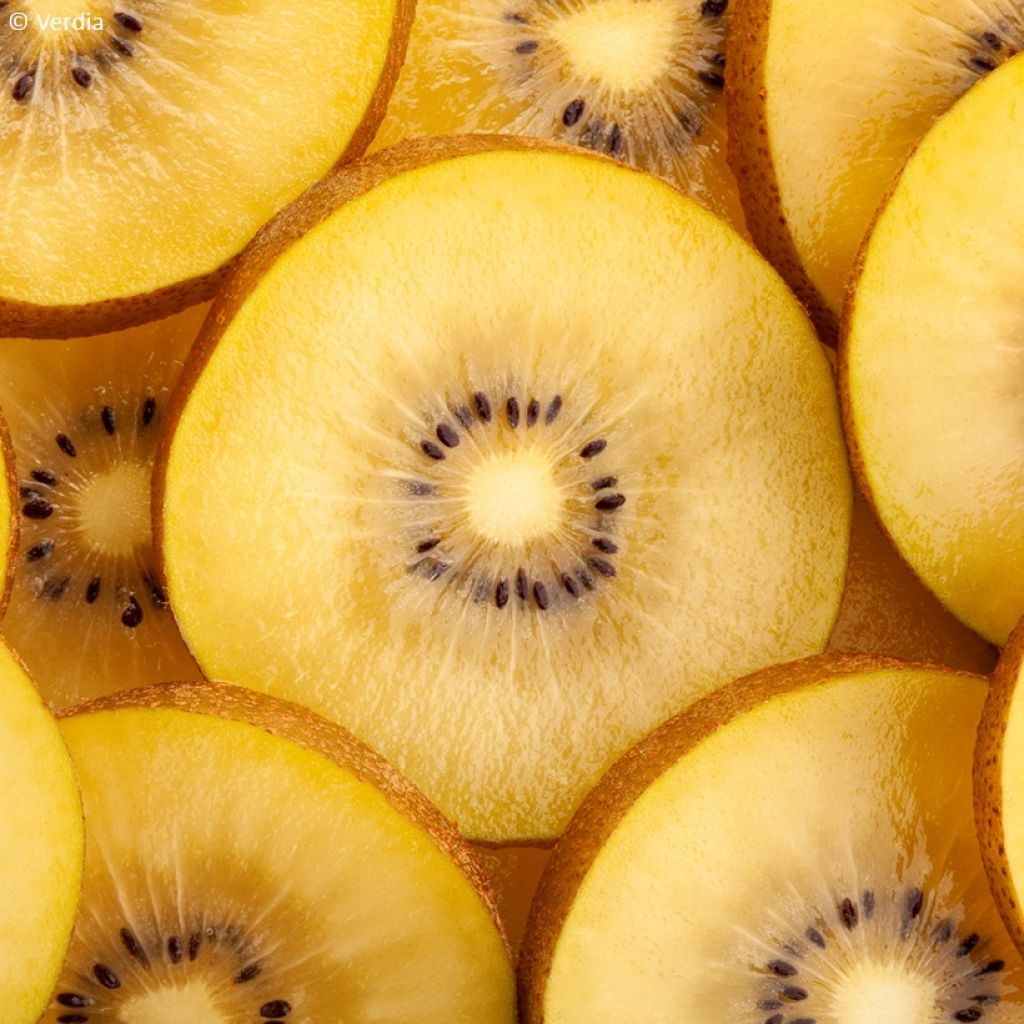 Duo Gelbe Chinesische Strahlengriffely Kiw'Happy männlich und weiblich - Actinidia chinensis