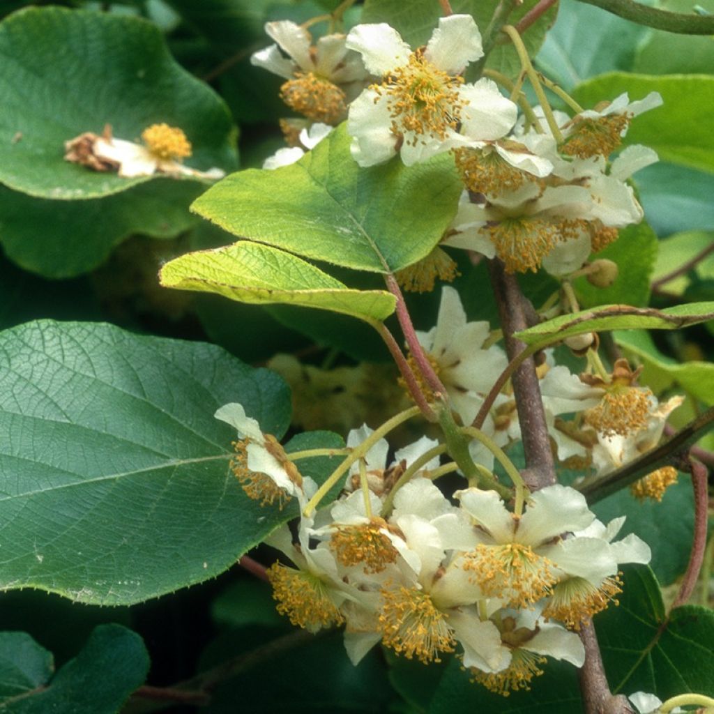 Duo Gelbe Chinesische Strahlengriffely Kiw'Happy männlich und weiblich - Actinidia chinensis