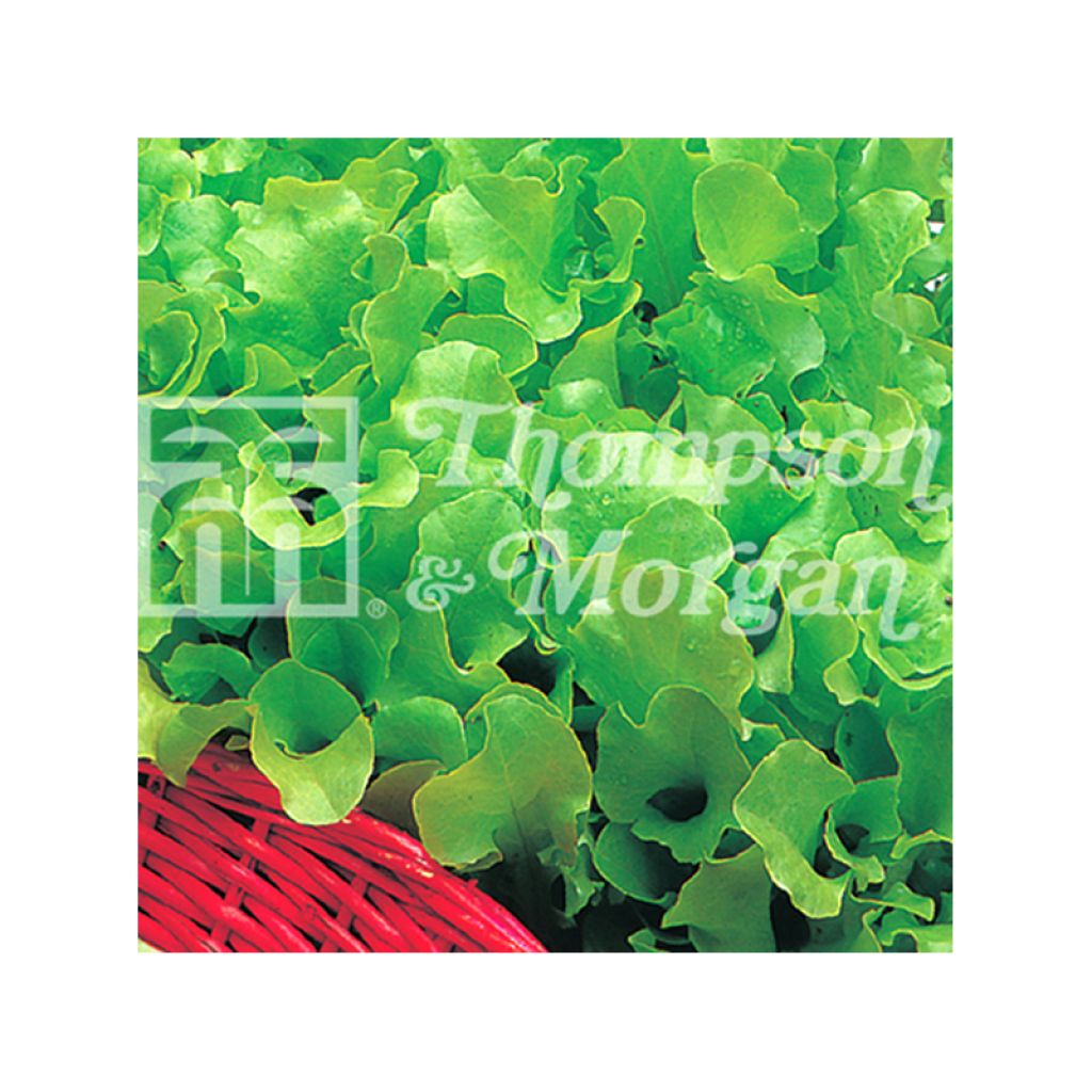 Schnittsalat Riccia Verde da Taglio