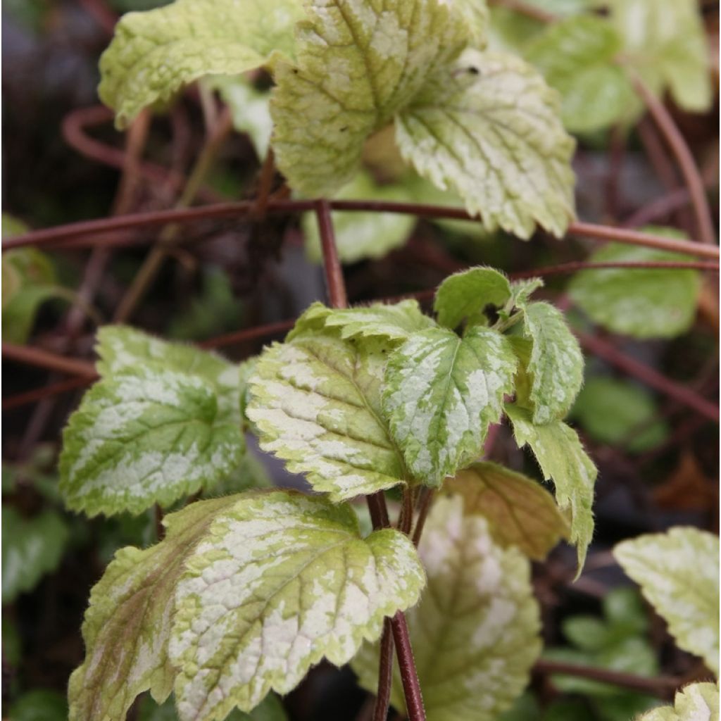 Lamium galeobdolon Florentinum - Gewöhnliche Goldnessel