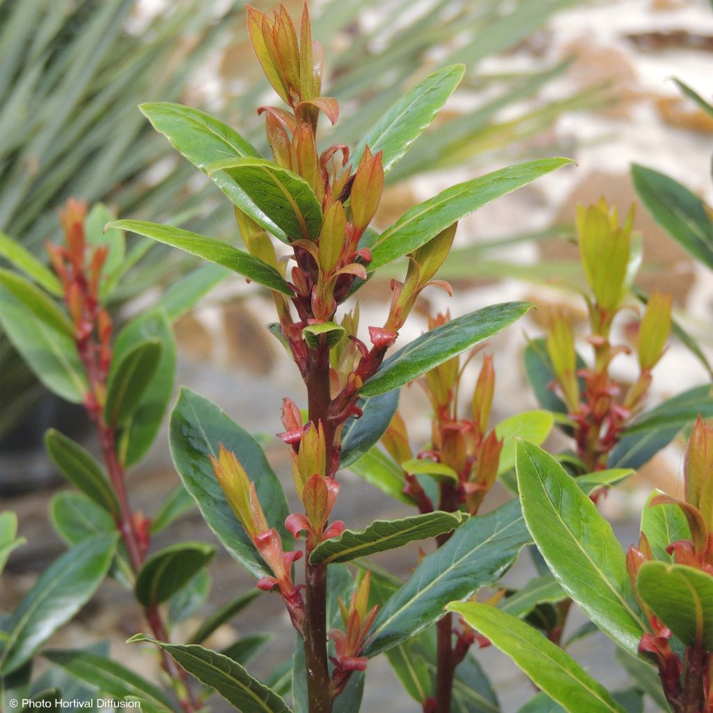 Echter Lorbeerstrauch Little Ragu - Laurus nobilis