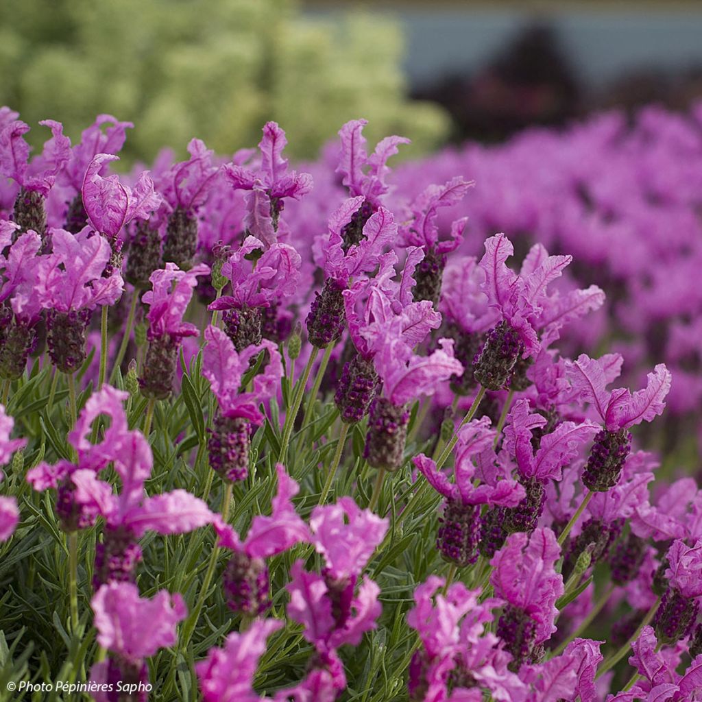 Lavandula stoechas The Princess - Schopf-Lavendel