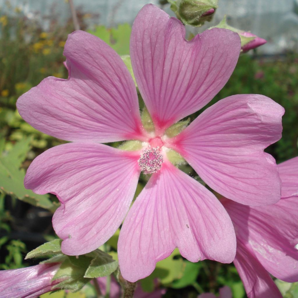 Buschmalve Candy Floss - Lavatera