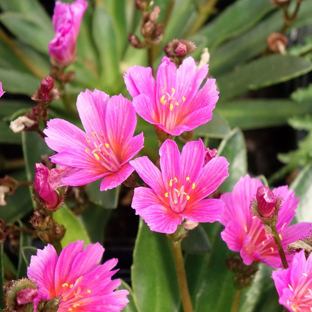 Lewisia Little Raspberry - Bitterwurz