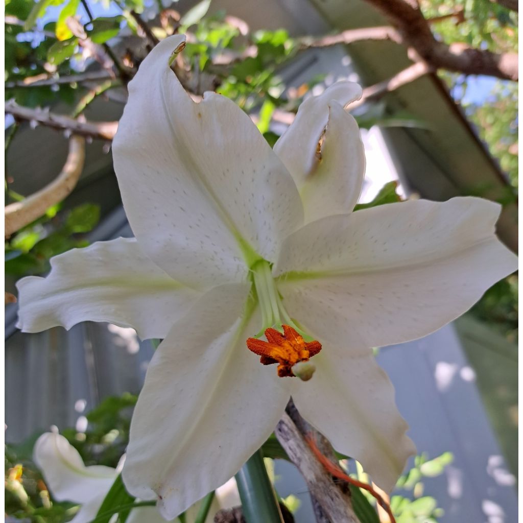 Orientalische Lilie Casablanca - Lilium