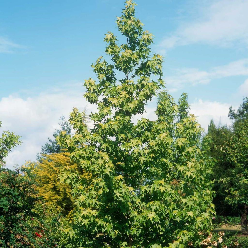 Liquidambar styraciflua Thea - Amberbaum