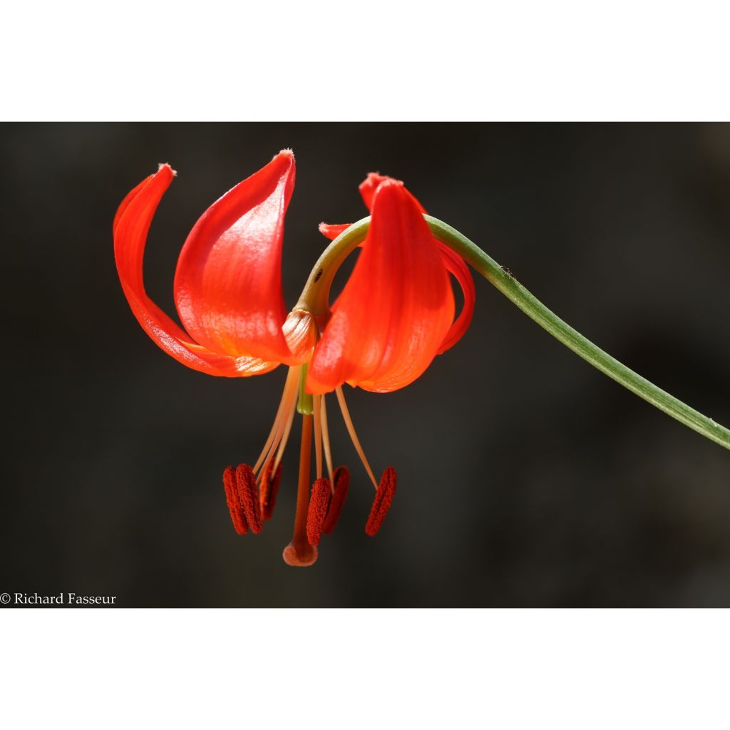 Korallen-Lilie - Lilium pumilum