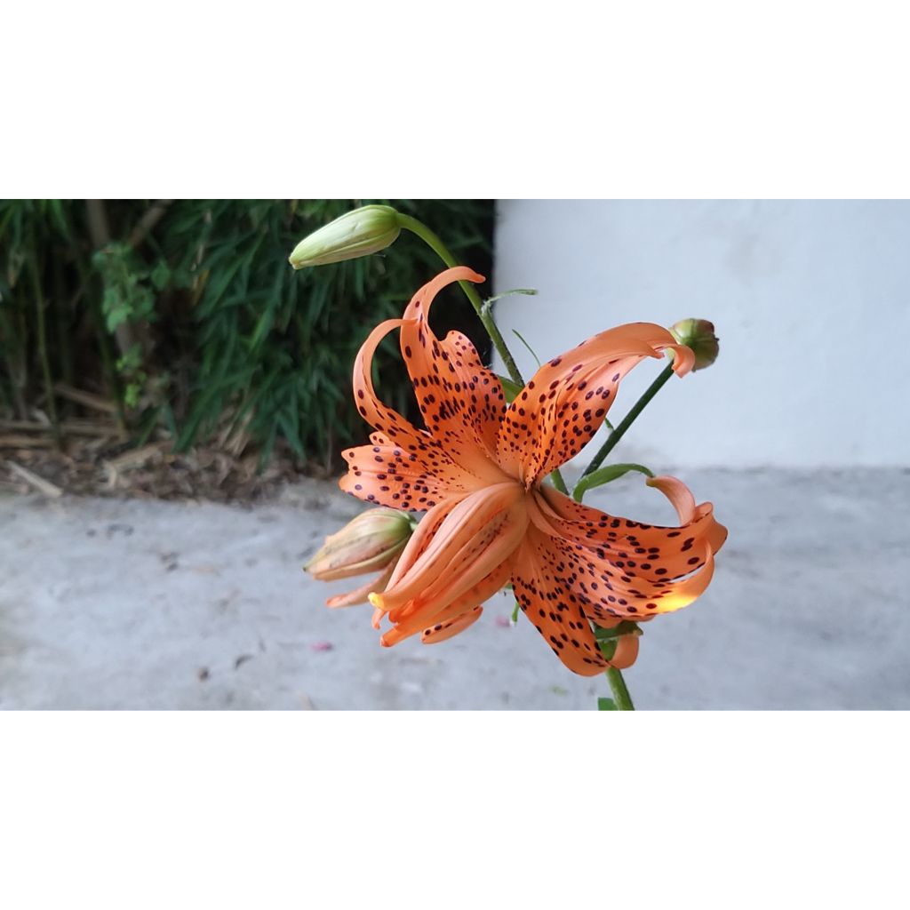 Tiger-Lilie Flore Pleno - Lilium lancifolium