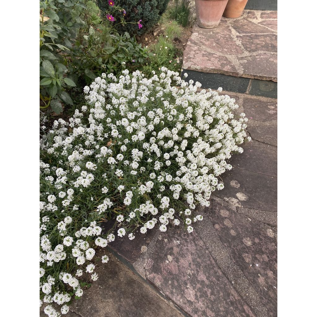 Strand-Silberkraut Snow Princess - Lobularia