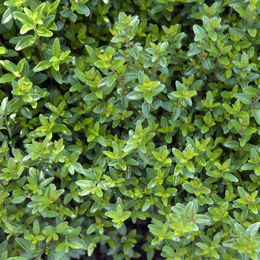 Lonicera nitida Tidy Tips - Heckenmyrte