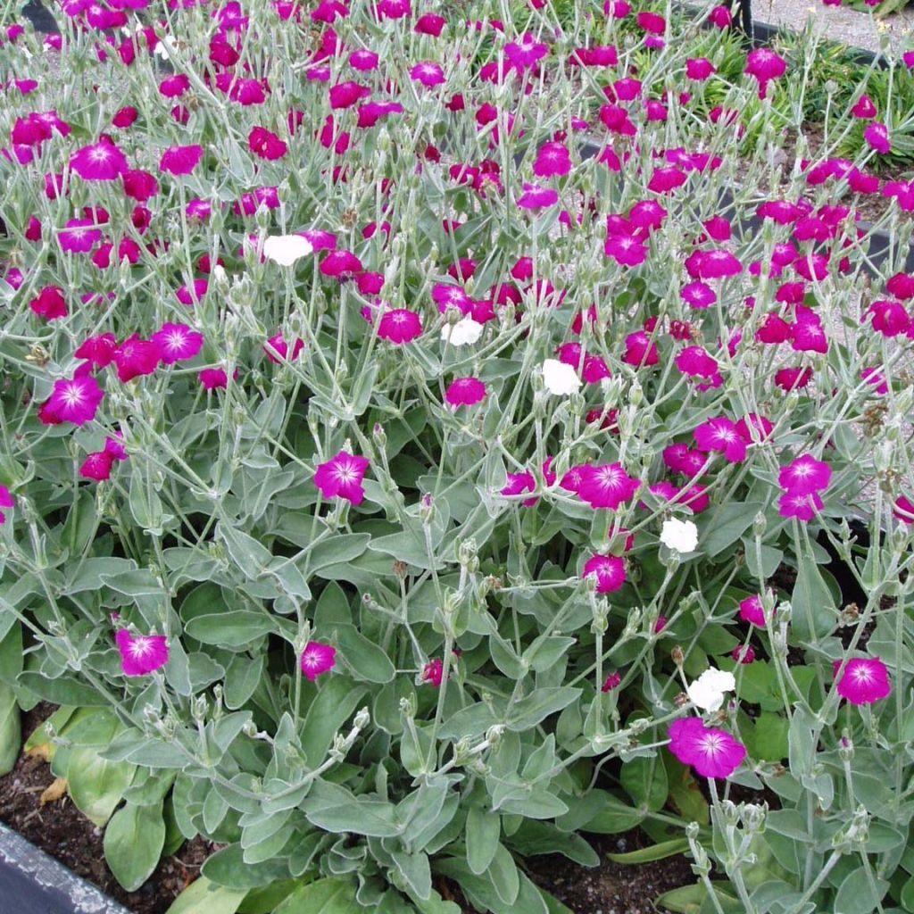 Kranz-Lichtnelke - Lychnis coronaria