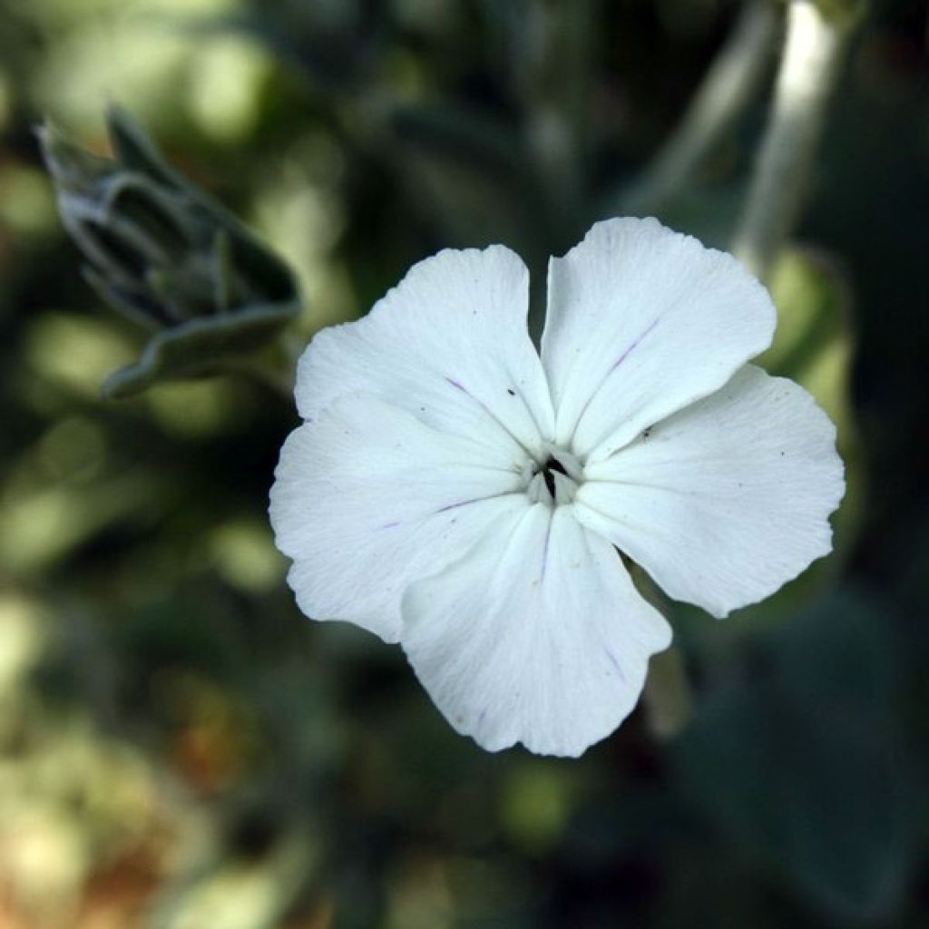 Kranz-Lichtnelke Alba - Lychnis coronaria