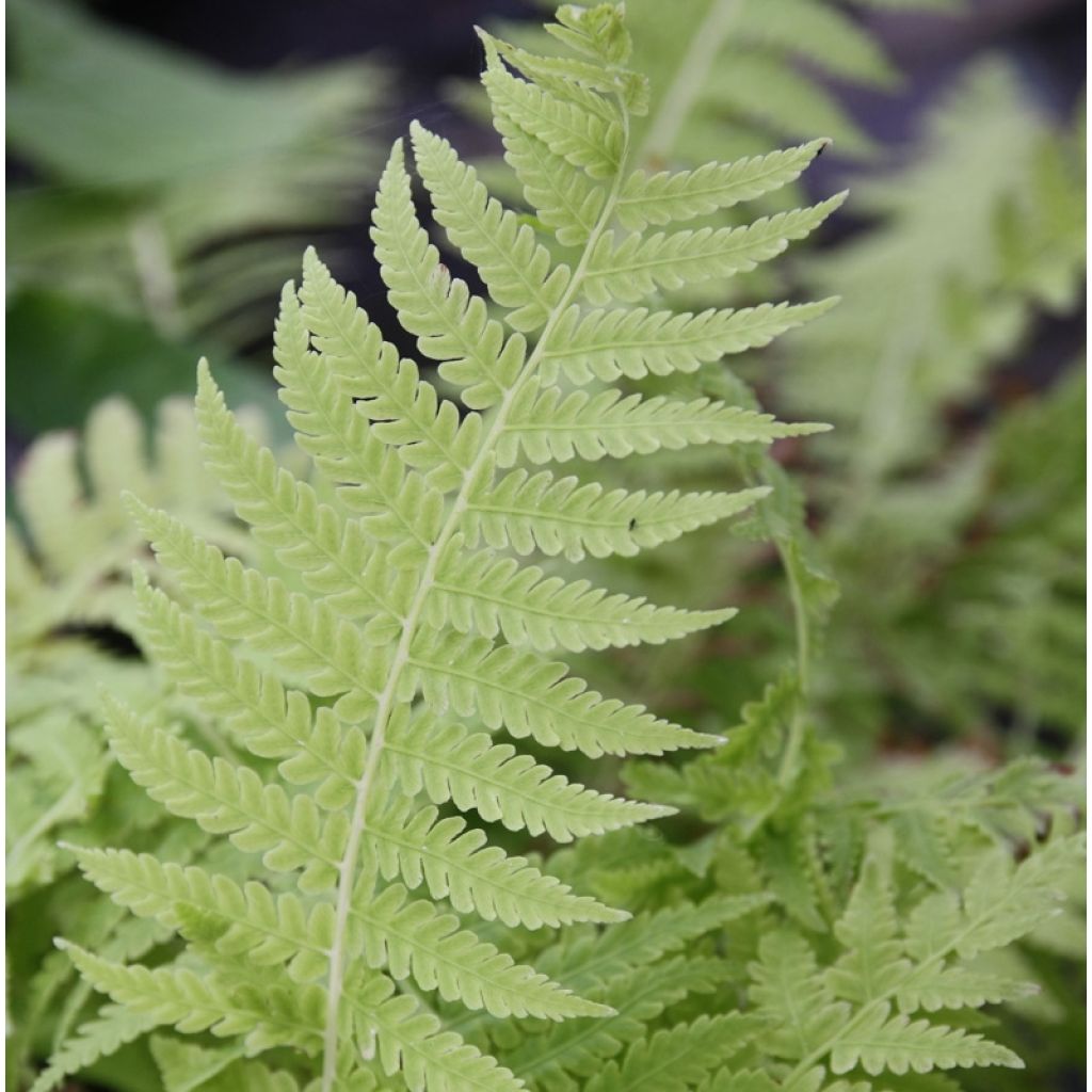 Amerikanischer Straußenfarn - Matteuccia struthiopteris var. pensylvanica