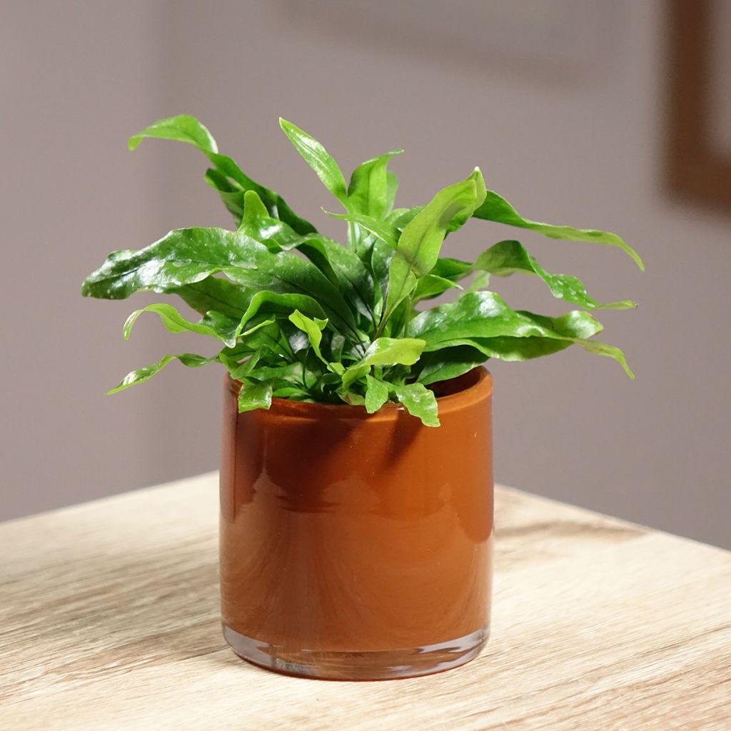 Javafarn - Microsorum pteropus