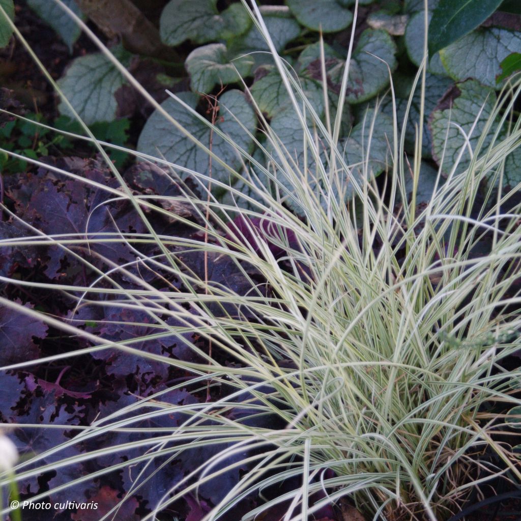 Chinaschilf Morning Bright - Miscanthus sinensis