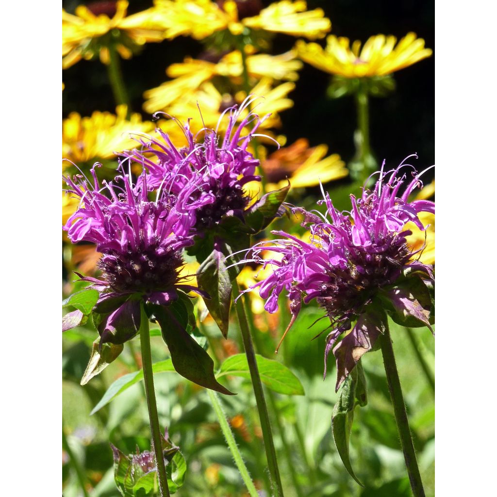 Monarda Scorpion - Indianernessel