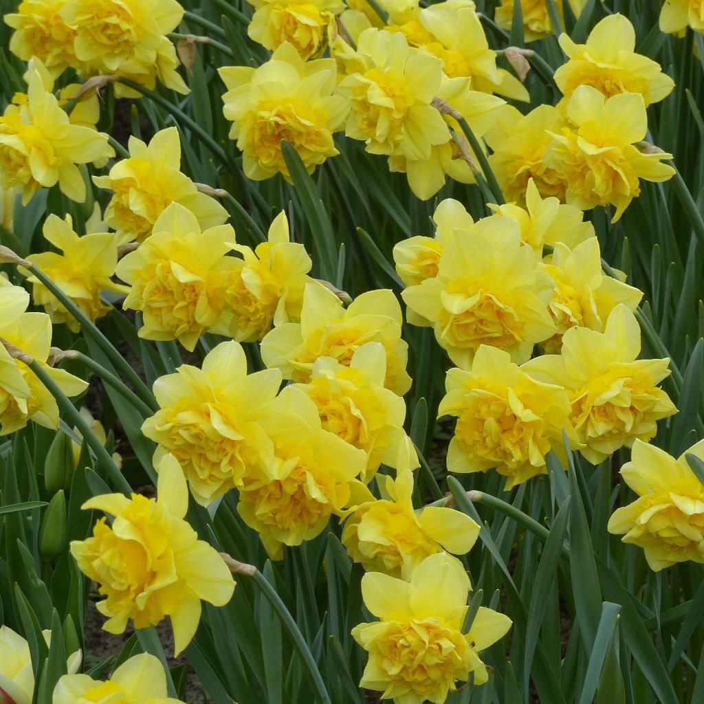 Narcissus Dick Wilden