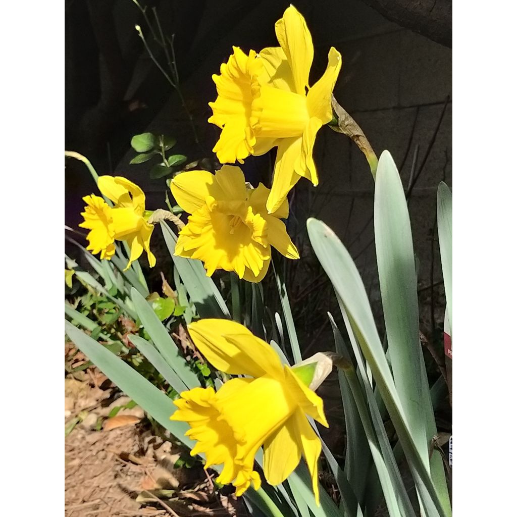 Narcissus Dutch Master