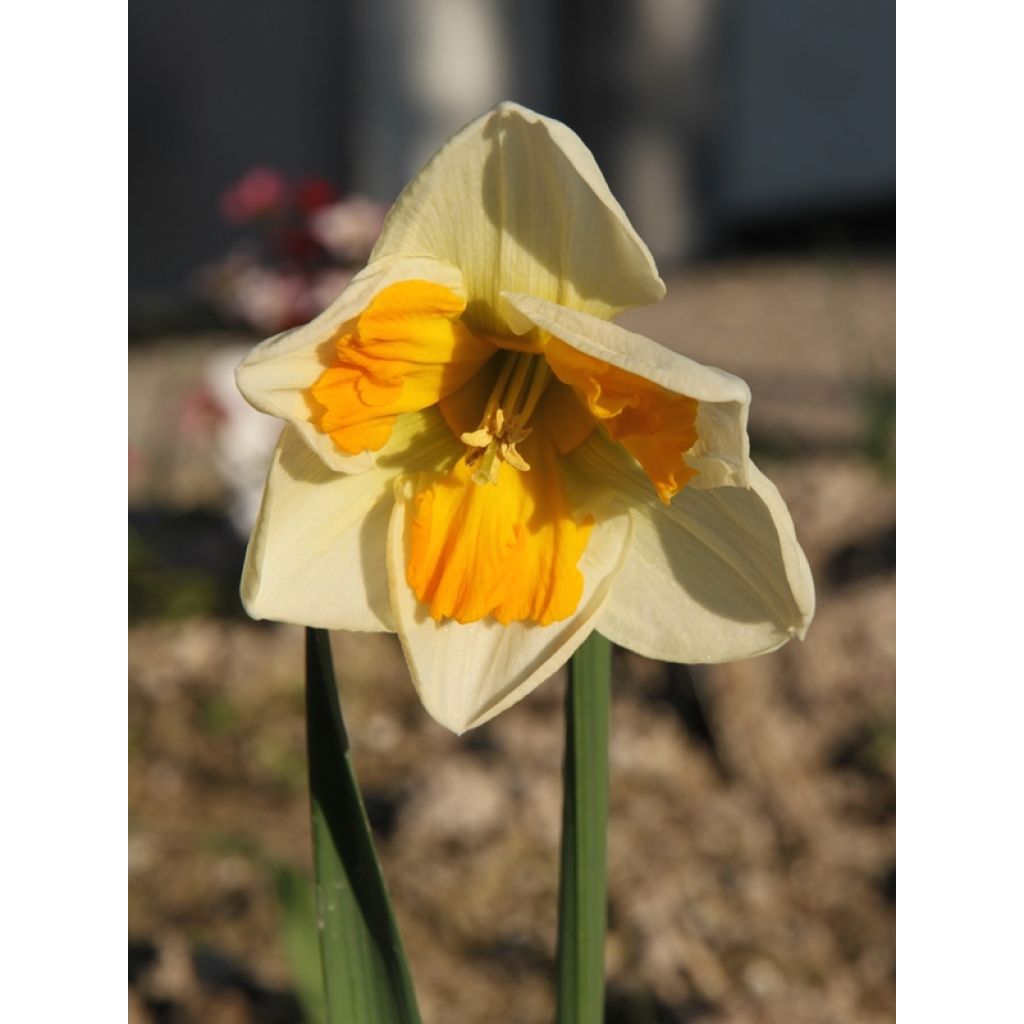Narcissus Tricollet