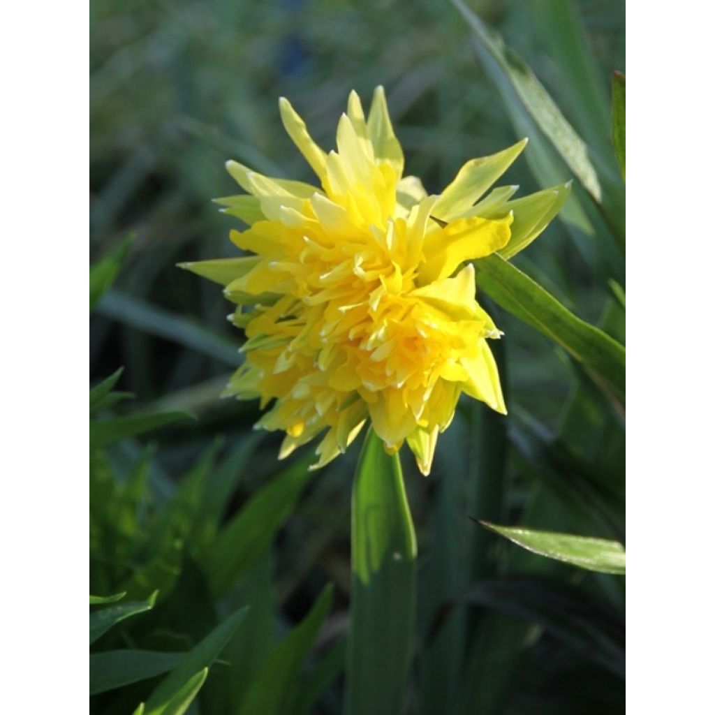 Narcissus Rip van Winkle
