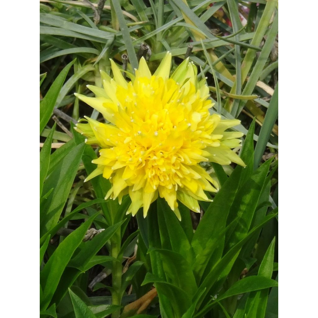 Narcissus Rip van Winkle