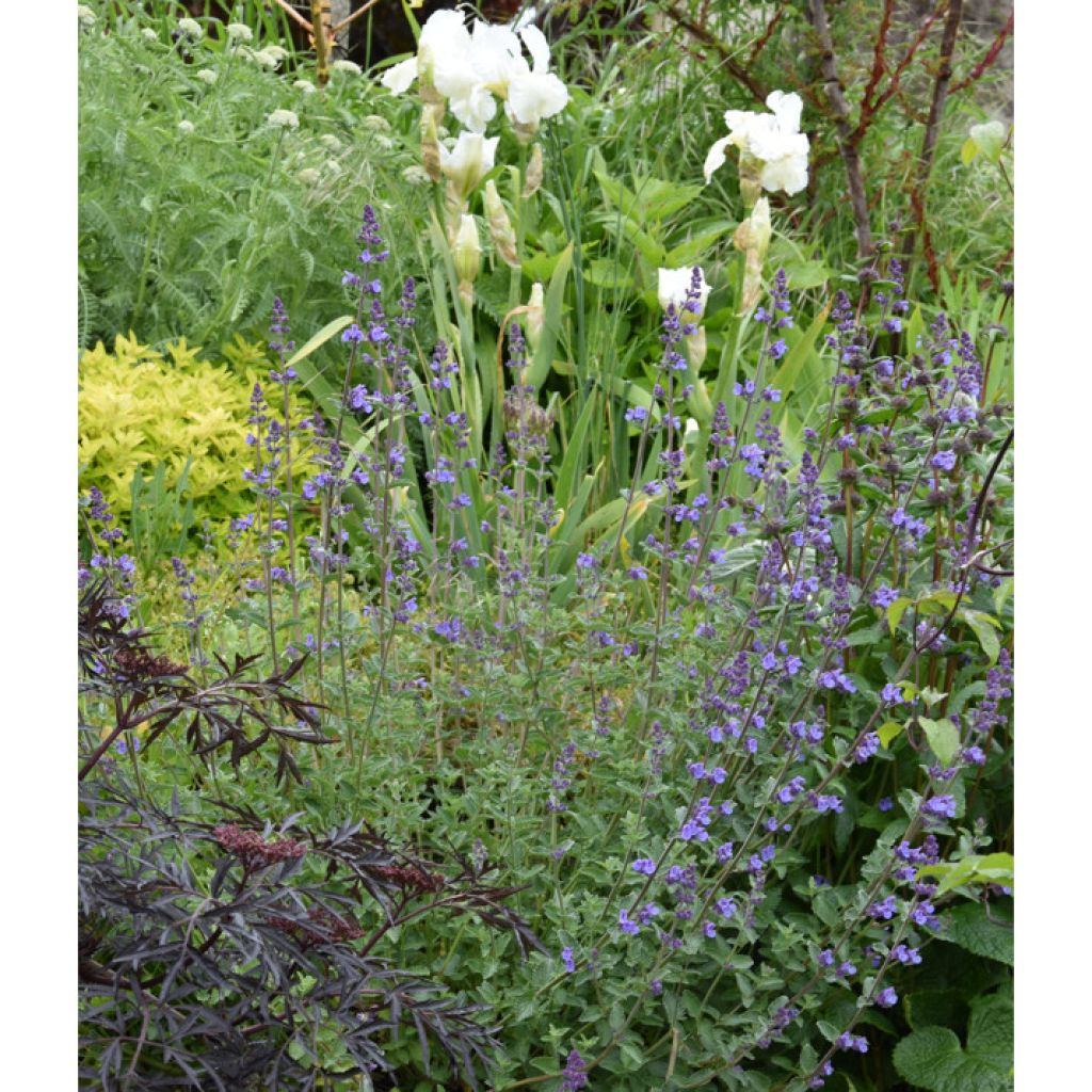 Katzenminze Walker's Low - Nepeta faassenii