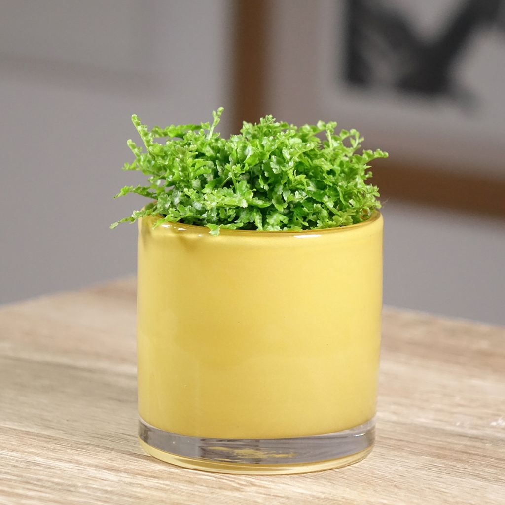 Schwertfarn Fluffy Ruffle - Nephrolepis exaltata