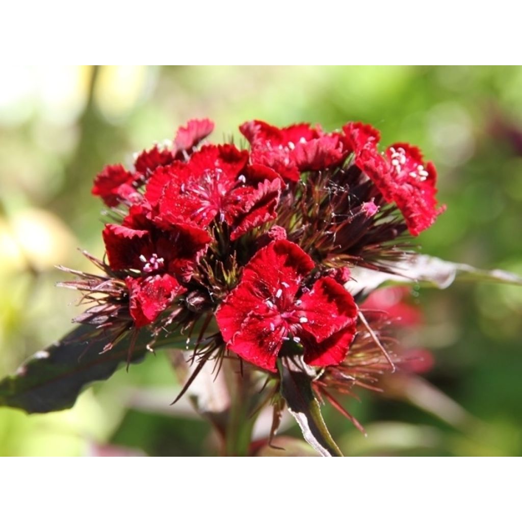 Dianthus barbatus Mix (Samen) - Bartnelke