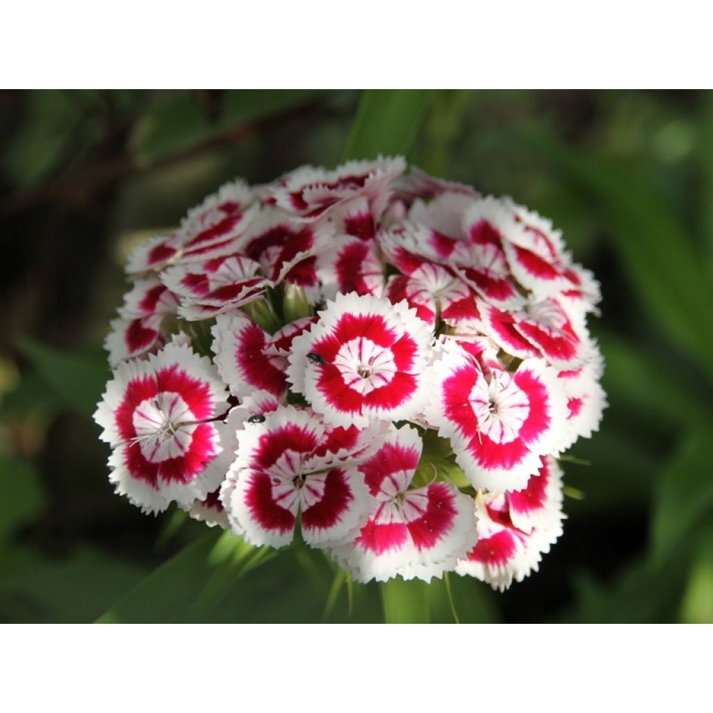 Dianthus barbatus Mix (Samen) - Bartnelke