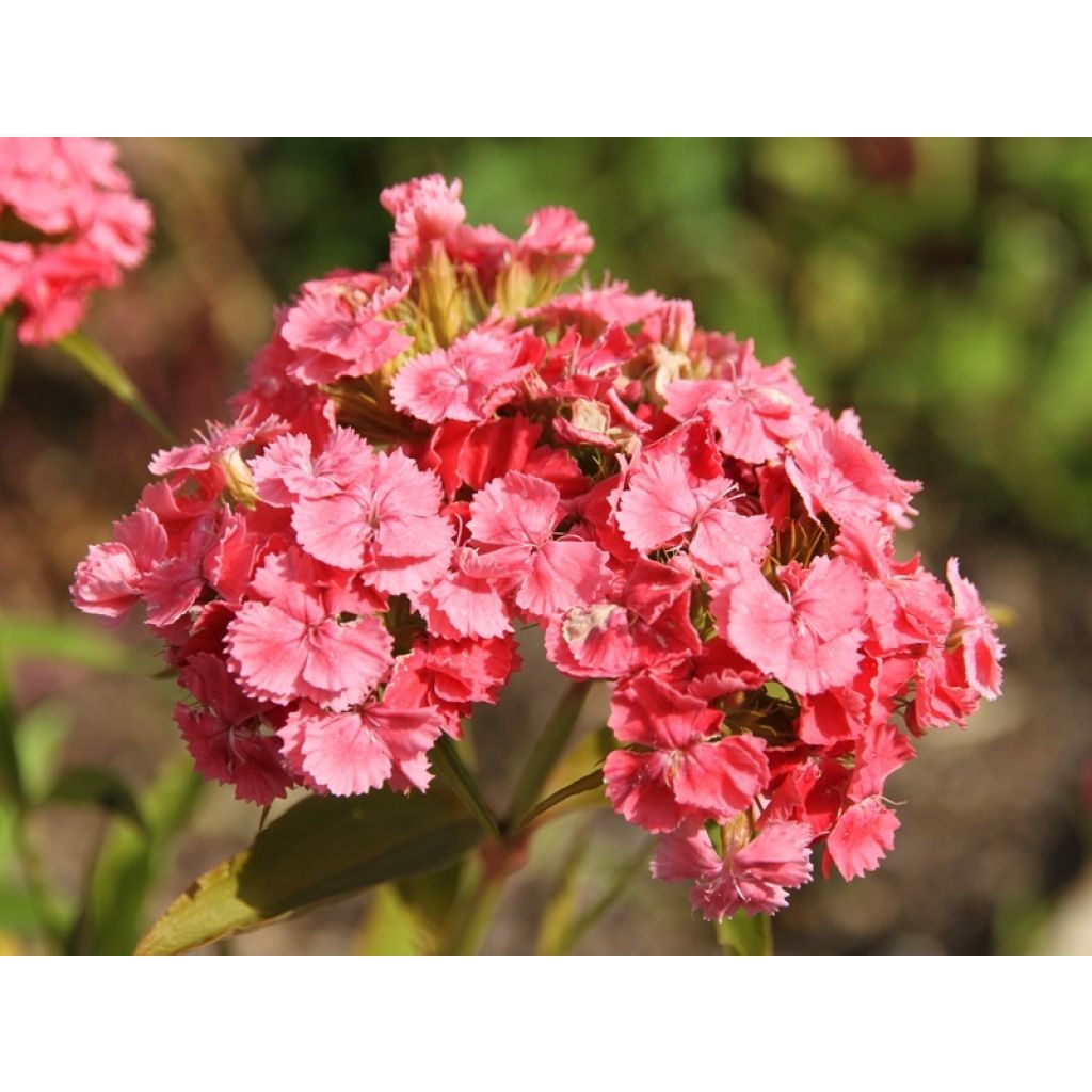 Dianthus barbatus Mix (Samen) - Bartnelke