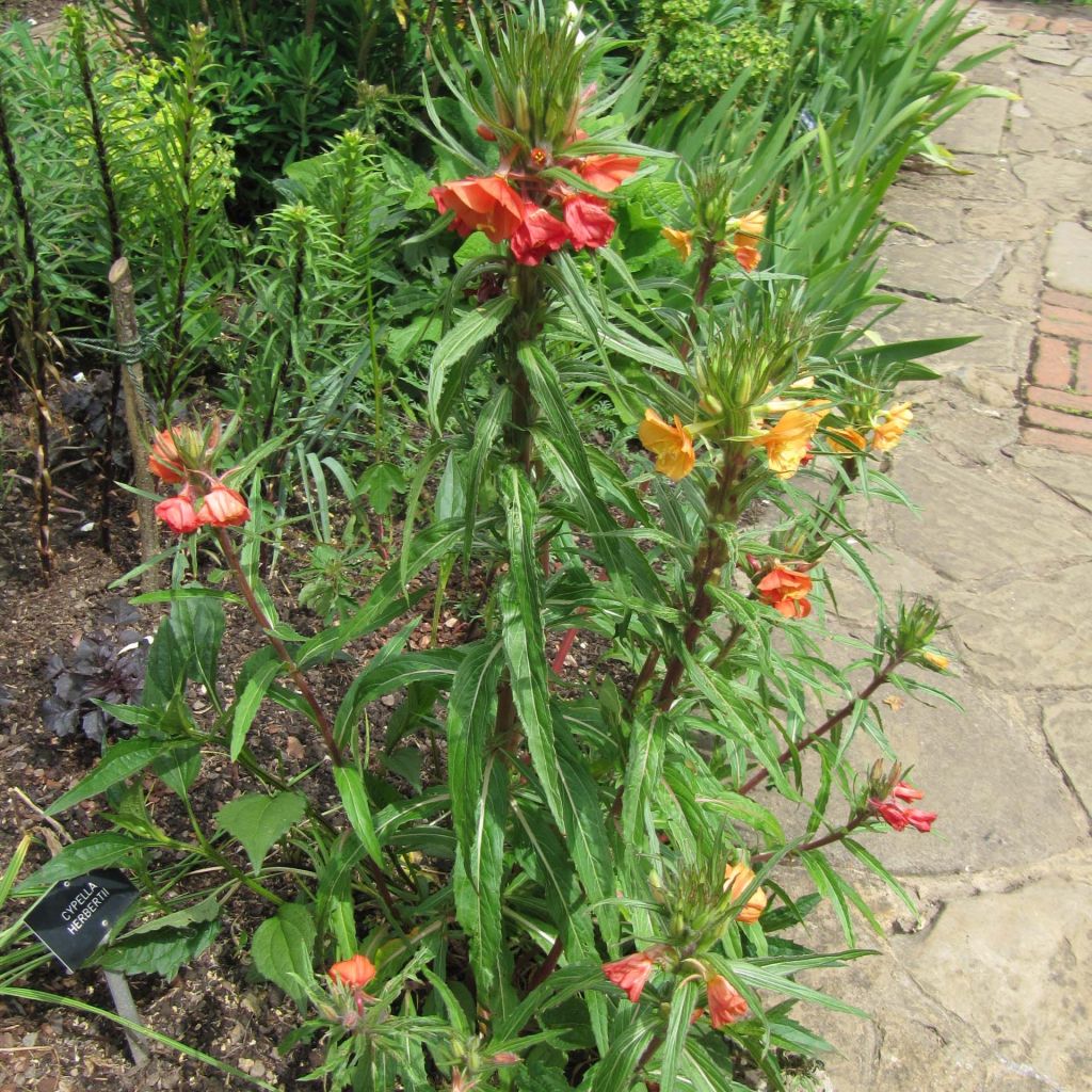Oenothera versicolor - Orangerote Nachtkerze