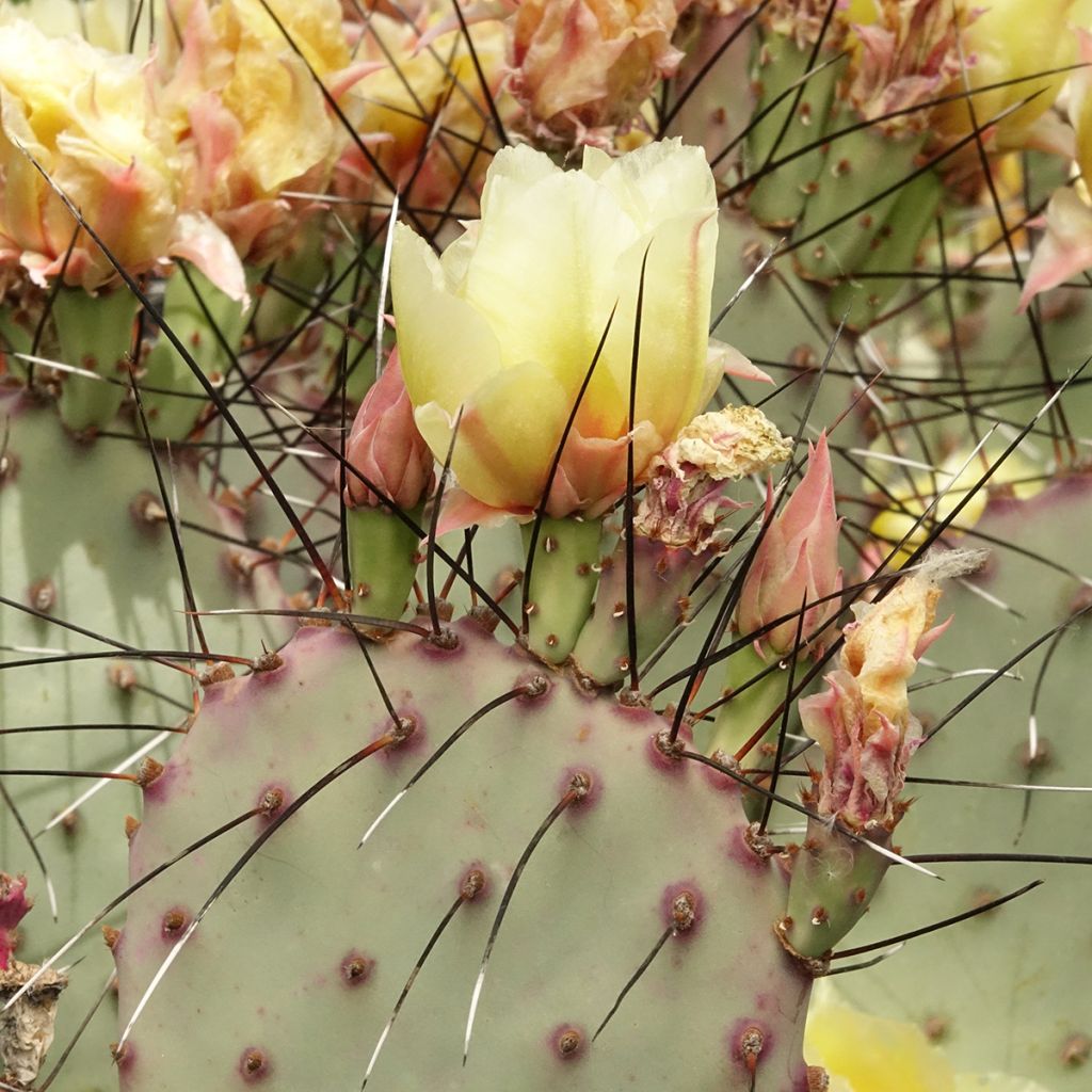Opuntia macrocentra - Feigenkaktus
