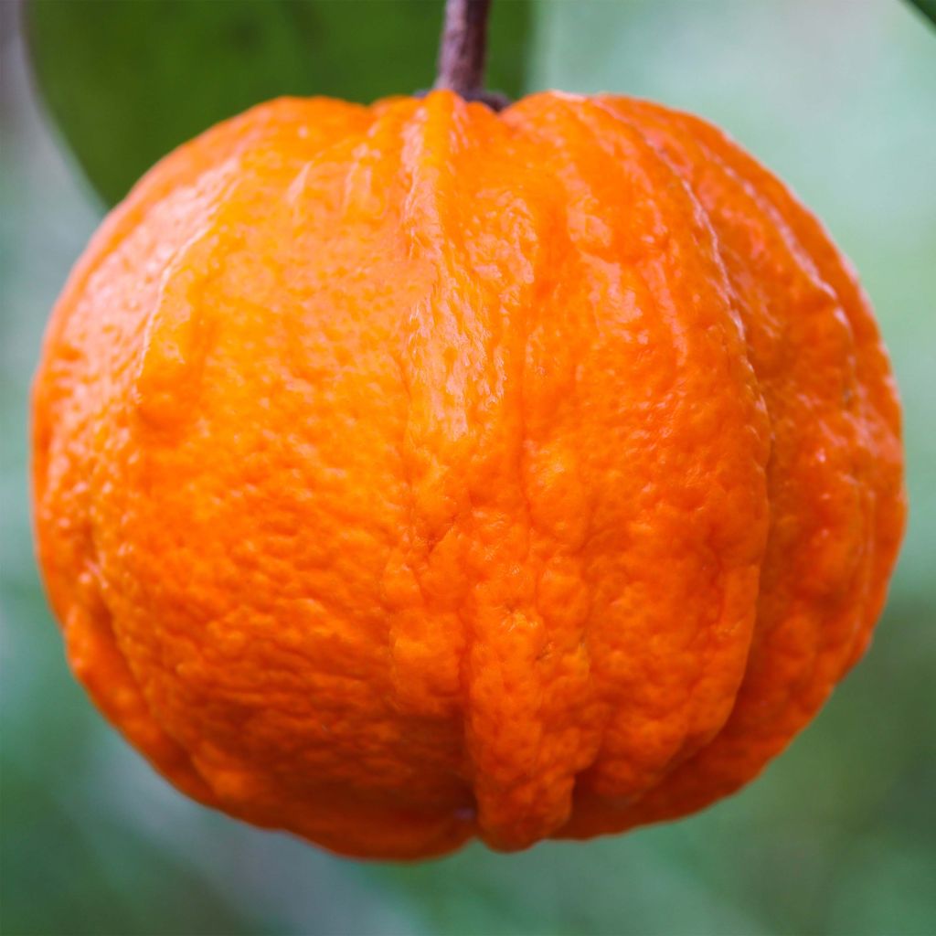 Hybride Orange Corrugata - Citrus sinensis x aurantium