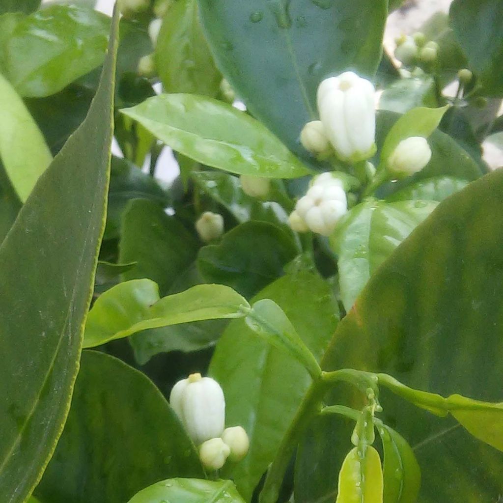 Hybride Orange Corrugata - Citrus sinensis x aurantium