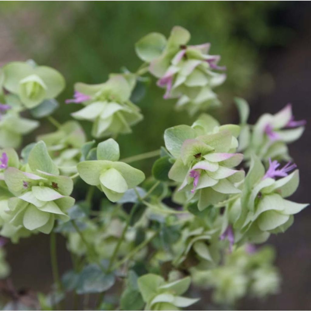 Rundblättriger Dost Kent Beauty - Origanum rotundifolium
