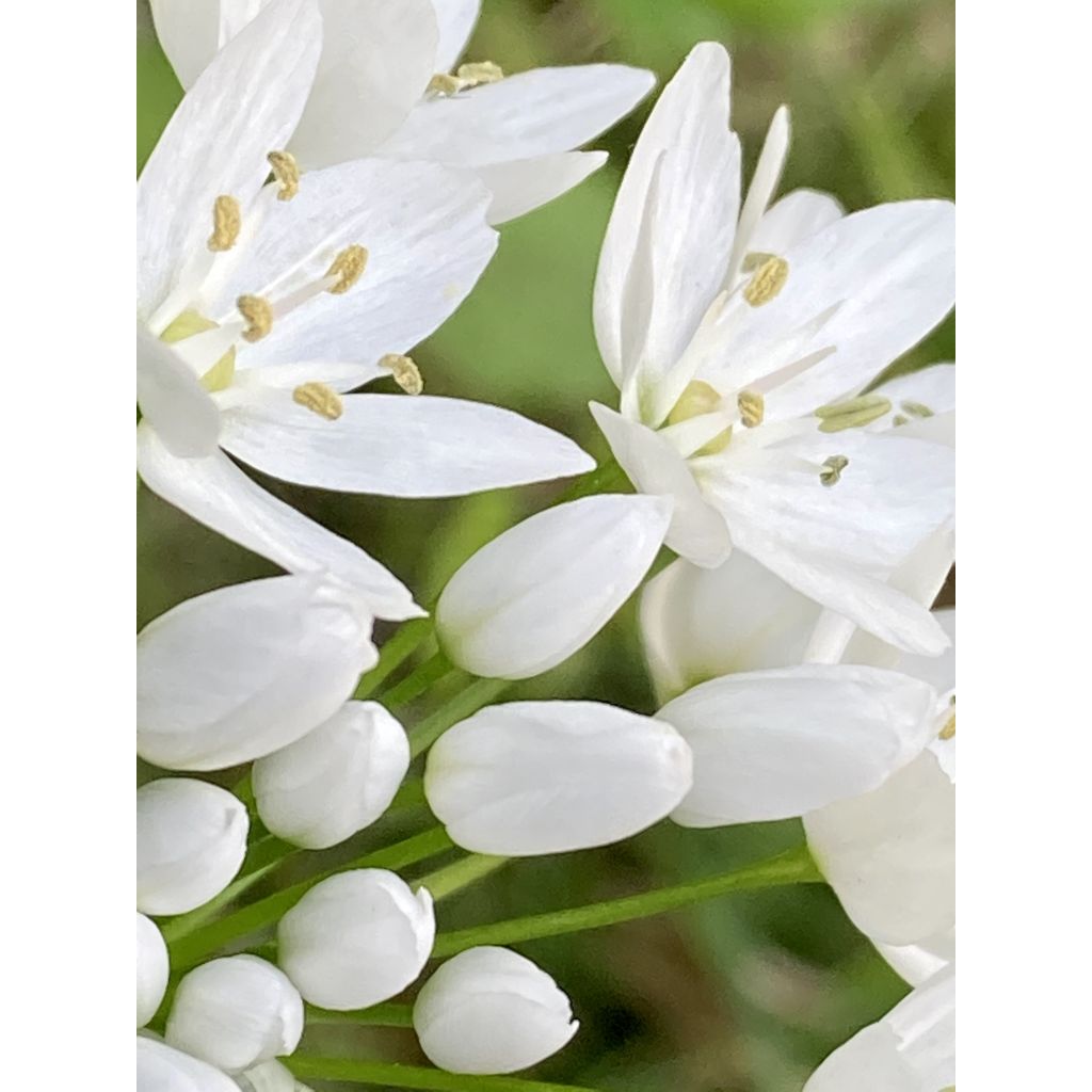 Ornithogalum balansae - Zapfenkopf