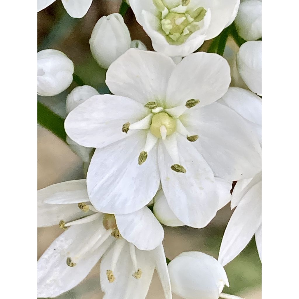 Ornithogalum balansae - Zapfenkopf