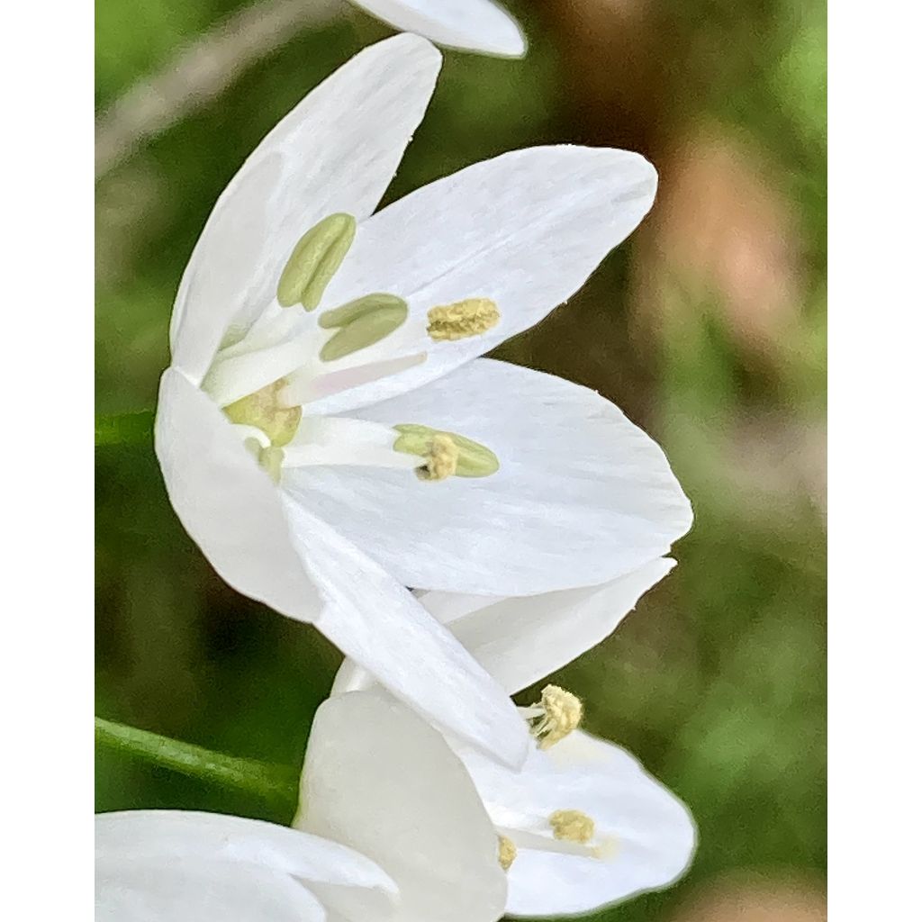 Ornithogalum balansae - Zapfenkopf