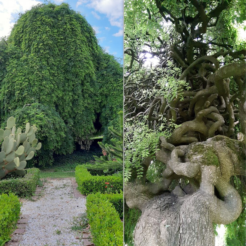 Sophora japonica Pendula - Japanischer Schnurbaum