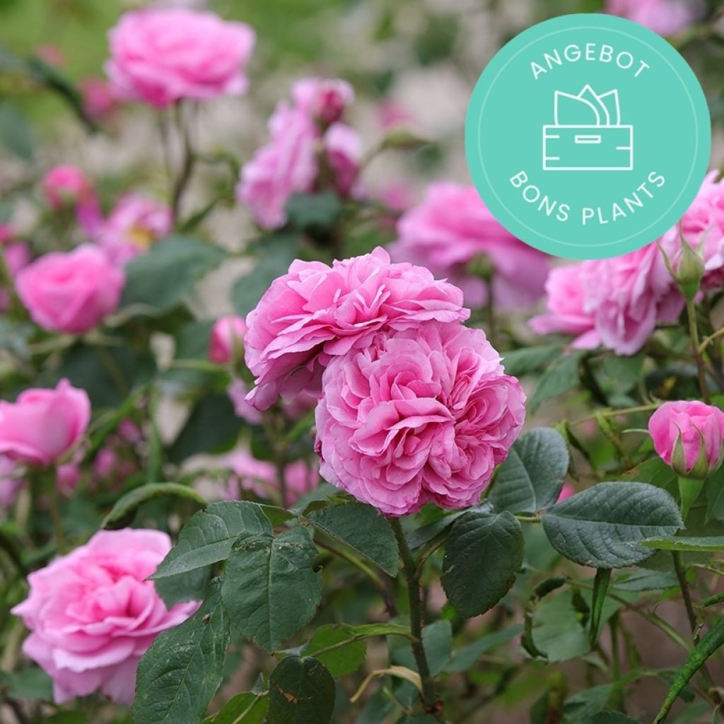 Die Rosen Anti-Verschwendungs-Körbe von Promesse de fleurs