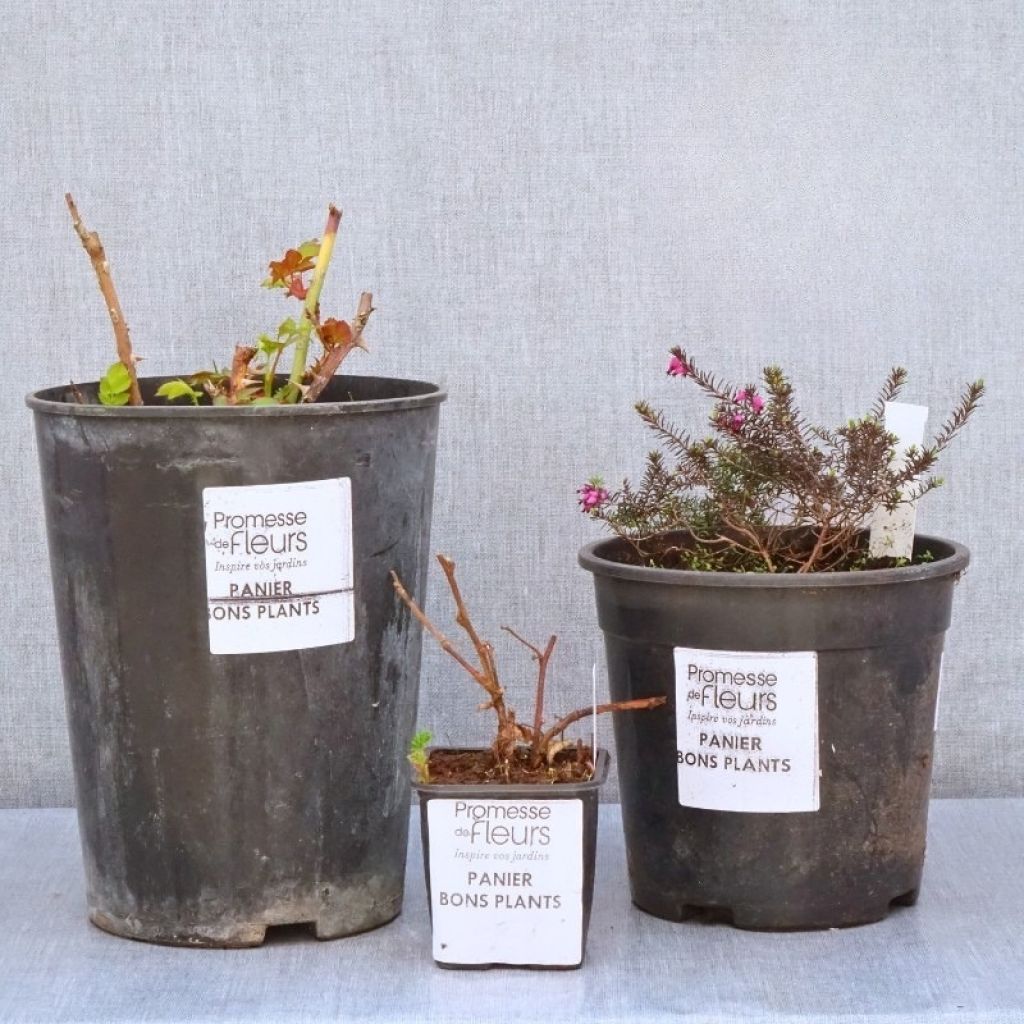 Angebot Bons Plants
