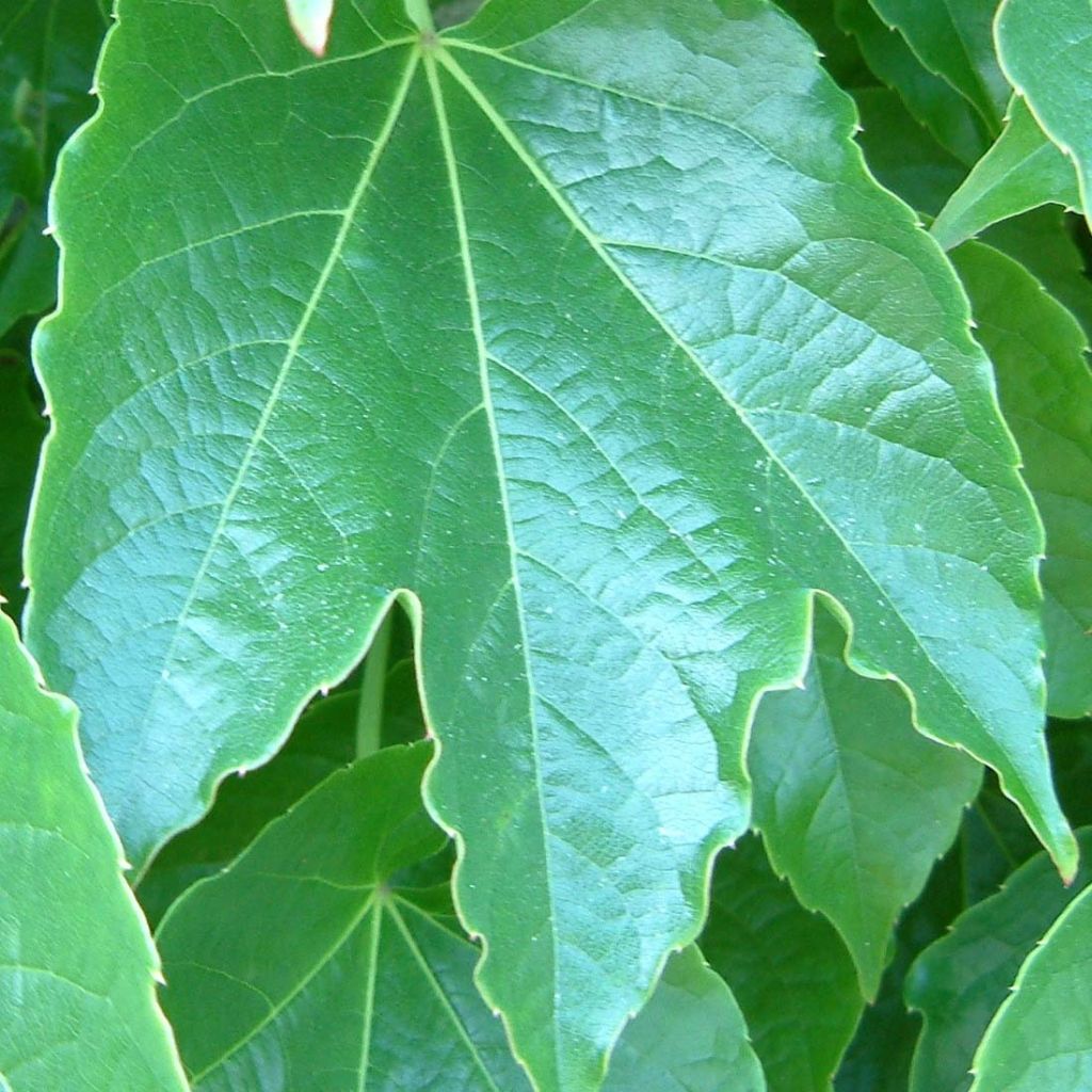 Kletterwein Green Spring - Parthenocissus tricuspidata
